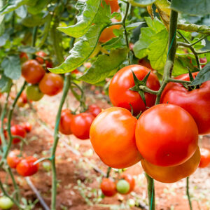 beautiful red ripe tomatoes grown in a greenhouse.